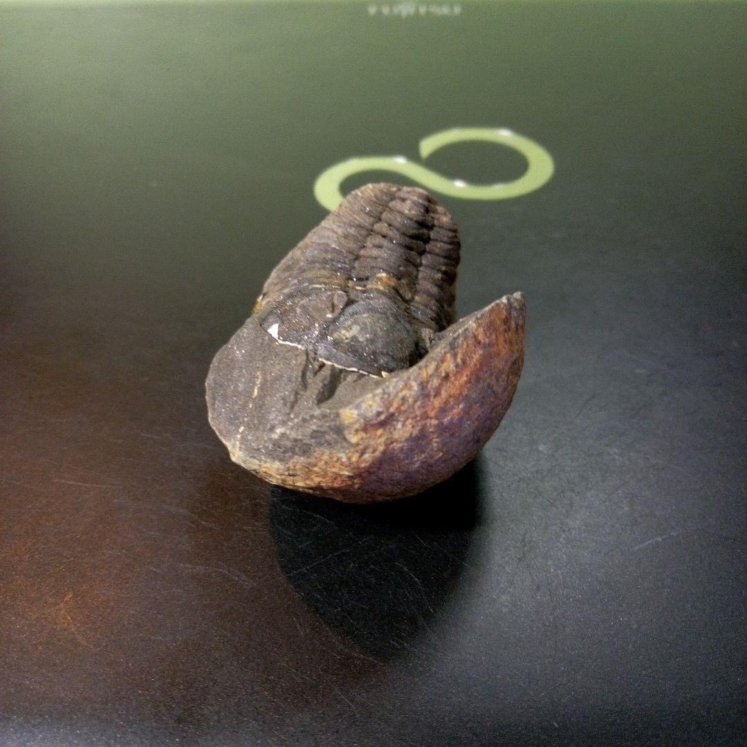 三葉虫　化石　fossil　ボリビア産　トライロバイト　Fossil番号①