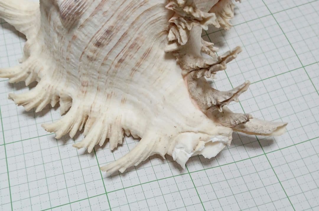 貝殻標本　テングガイ