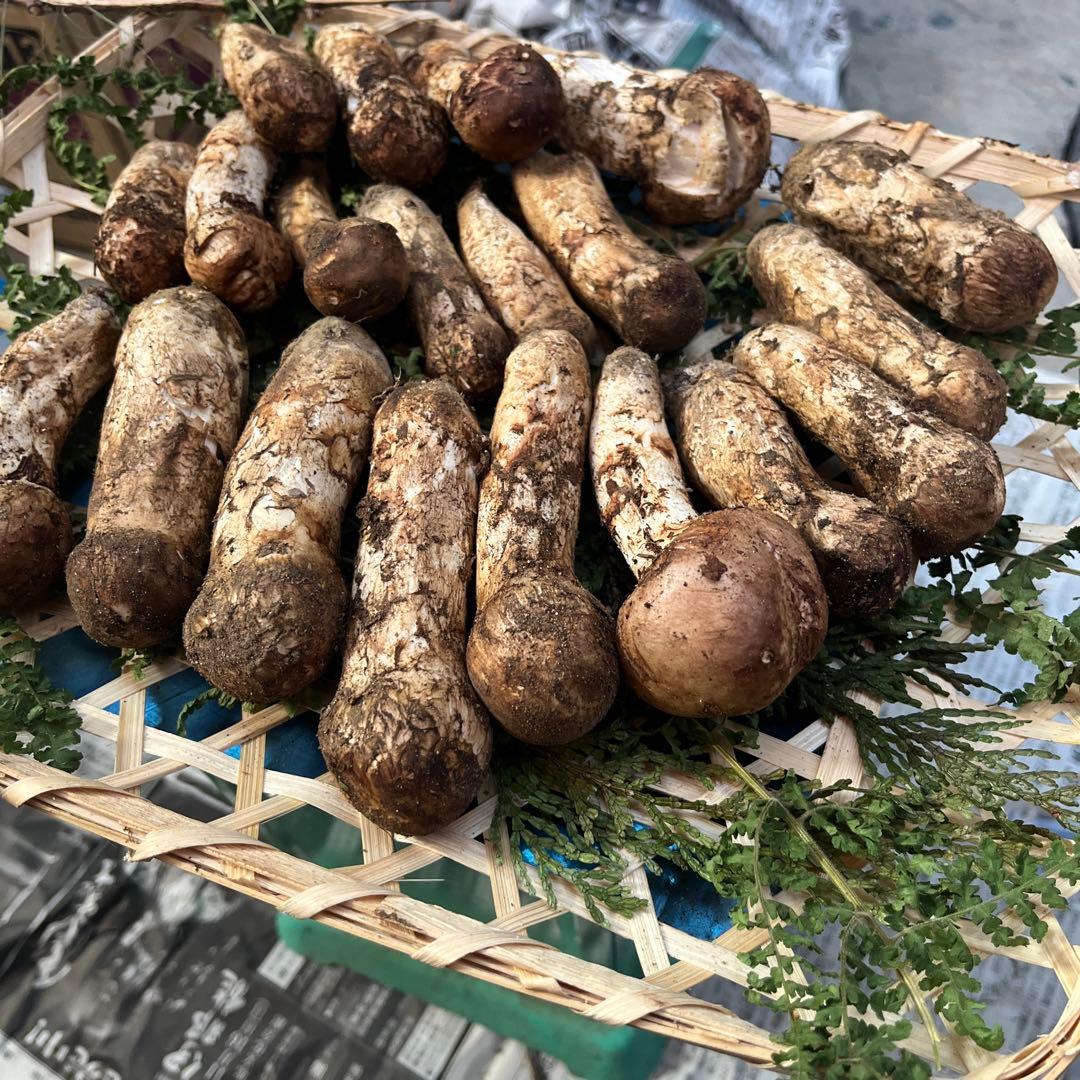 長野県　信州産　松茸　400g 10/9朝採取
