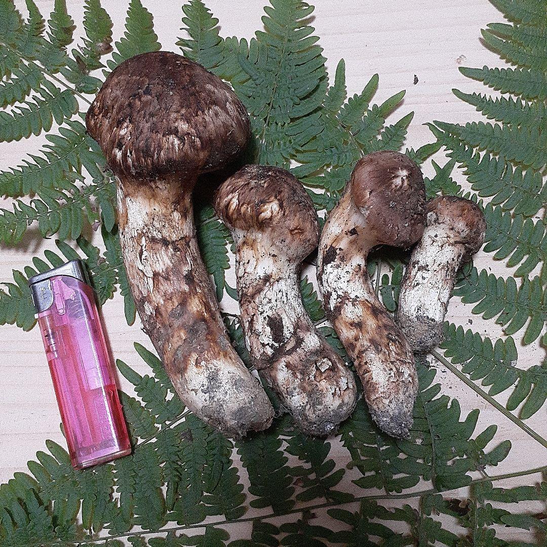 10/13 9時収穫 長野県産 松茸 国産 松茸 176g