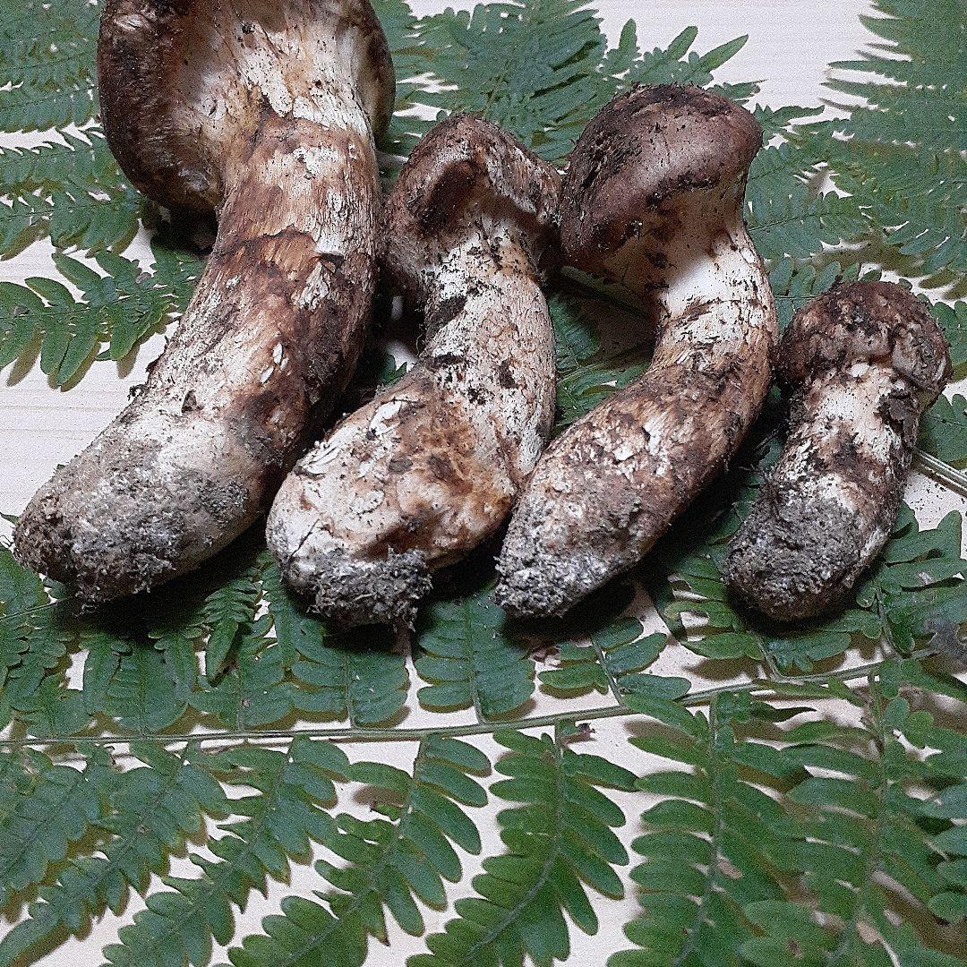 10/13 9時収穫 長野県産 松茸 国産 松茸 176g