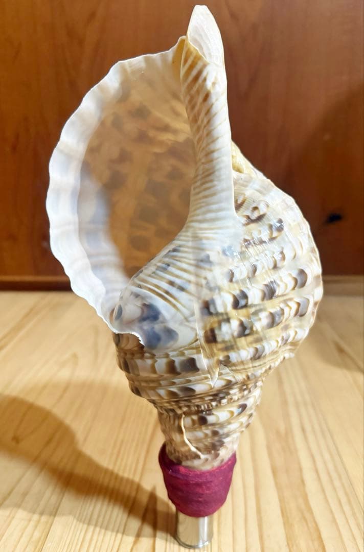 法螺貝　ほら貝　ホラガイ❣️