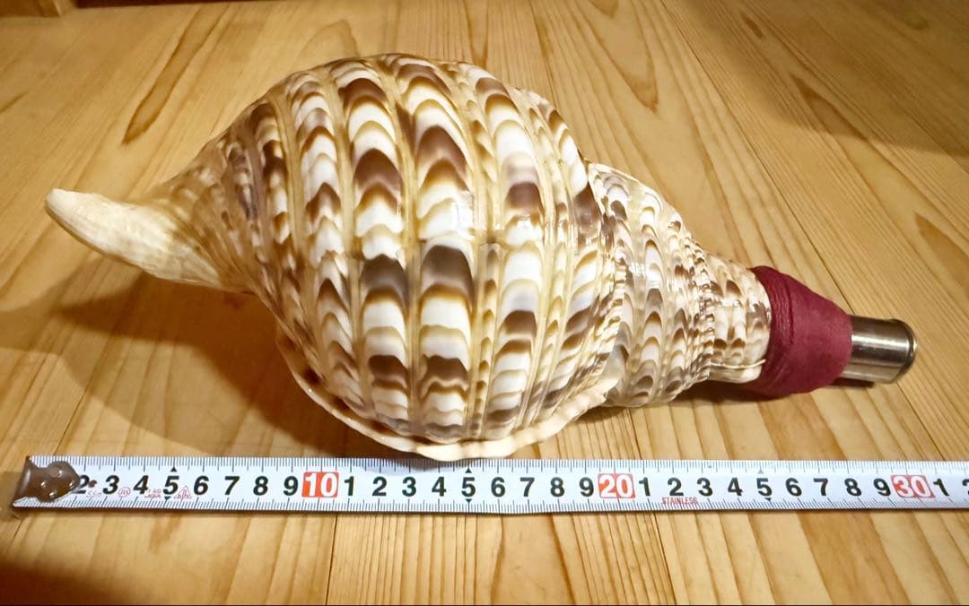 法螺貝　ほら貝　ホラガイ❣️