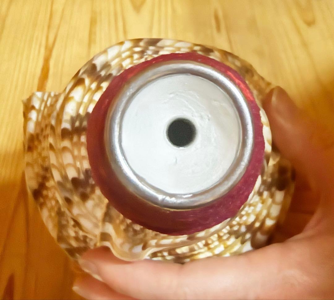 法螺貝　ほら貝　ホラガイ❣️