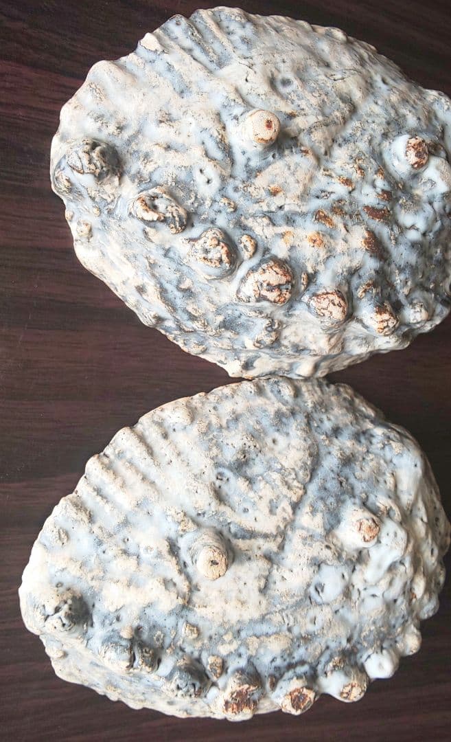 古伊万里 稀少珍品 鮑殻飾り皿 染付鳳凰花柄 江戸中期 2皿セット