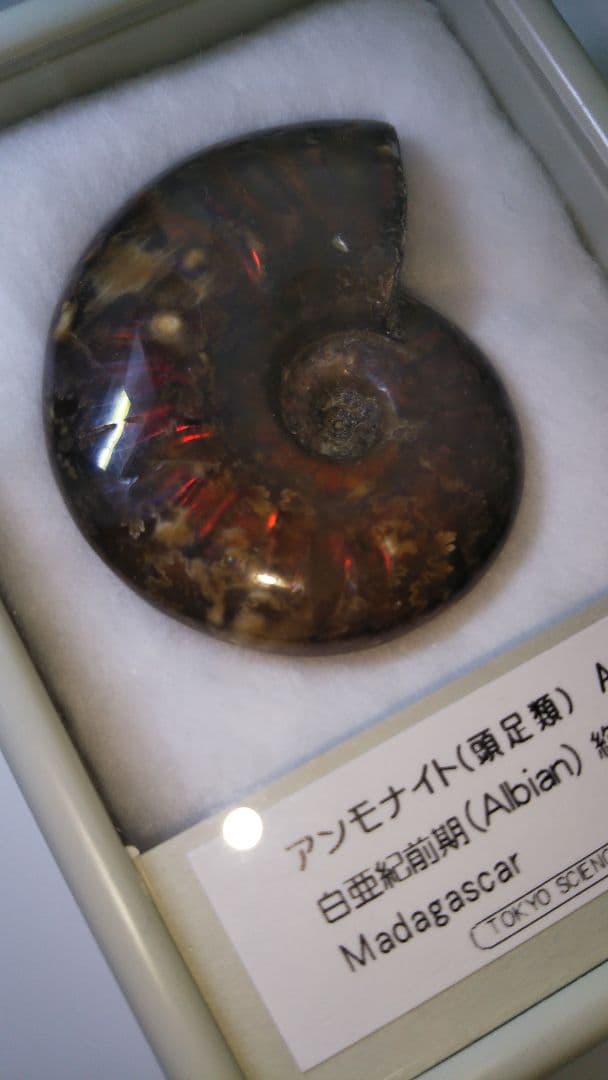 早い者勝ち 未開封 標本 希少な虹入りアンモナイト化石 白亜紀前期