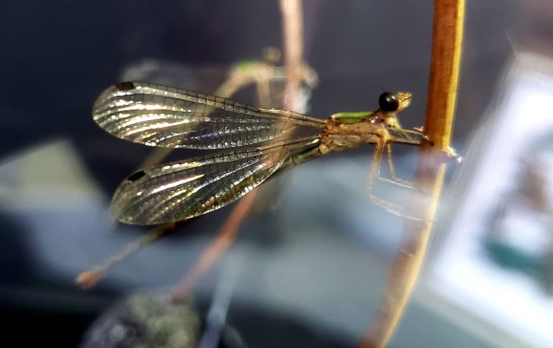 くなりみい出品 立体標本5点