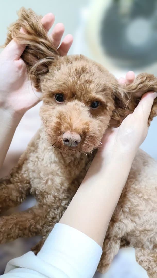 再々値下げ　Monge Vet Solution 犬用療法食 　合計7.6kg