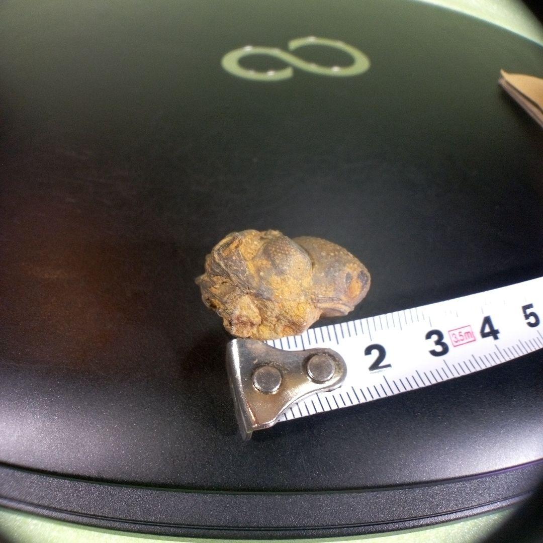 三葉虫　化石　fossil　ボリビア産　trilobite　ノジュール管理⑨