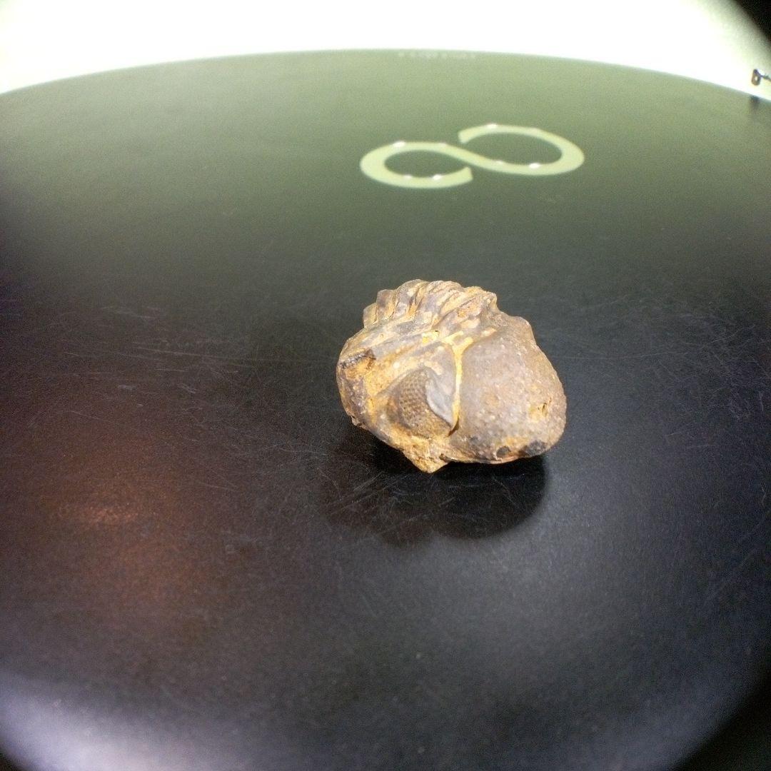三葉虫　化石　fossil　ボリビア産　trilobite　ノジュール管理⑨