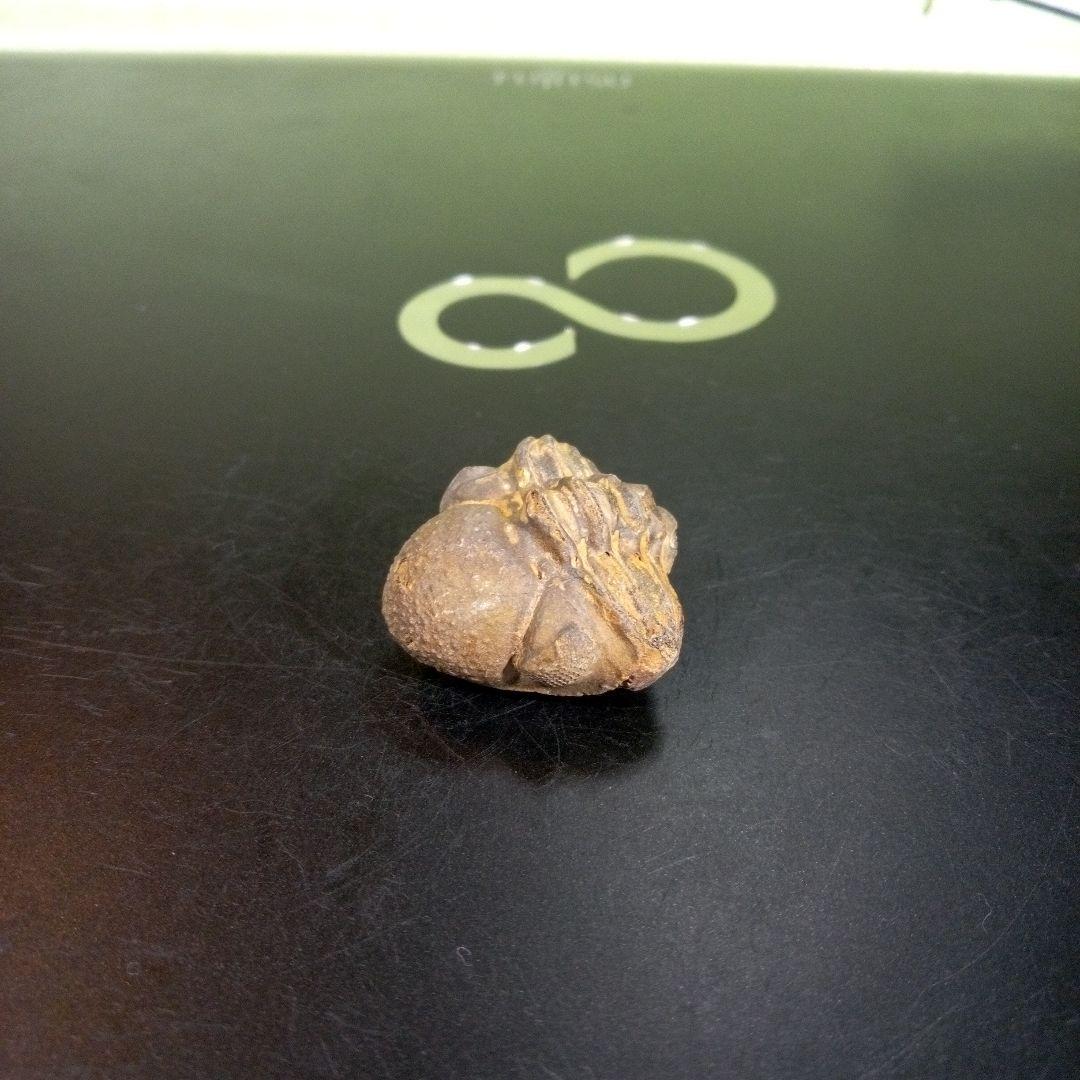 三葉虫　化石　fossil　ボリビア産　trilobite　ノジュール管理⑨