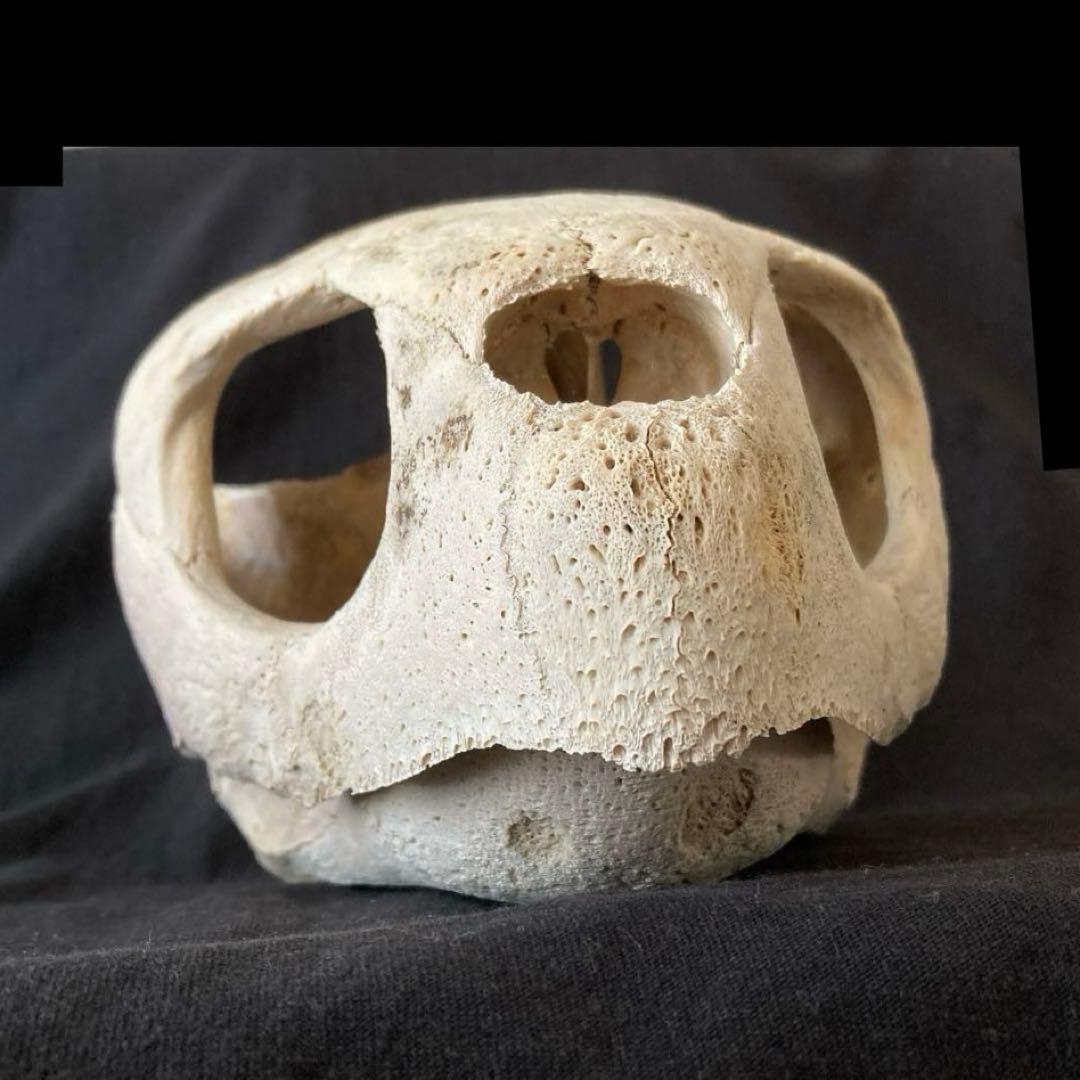 アカウミガメの頭骨、頸椎、クチバシ