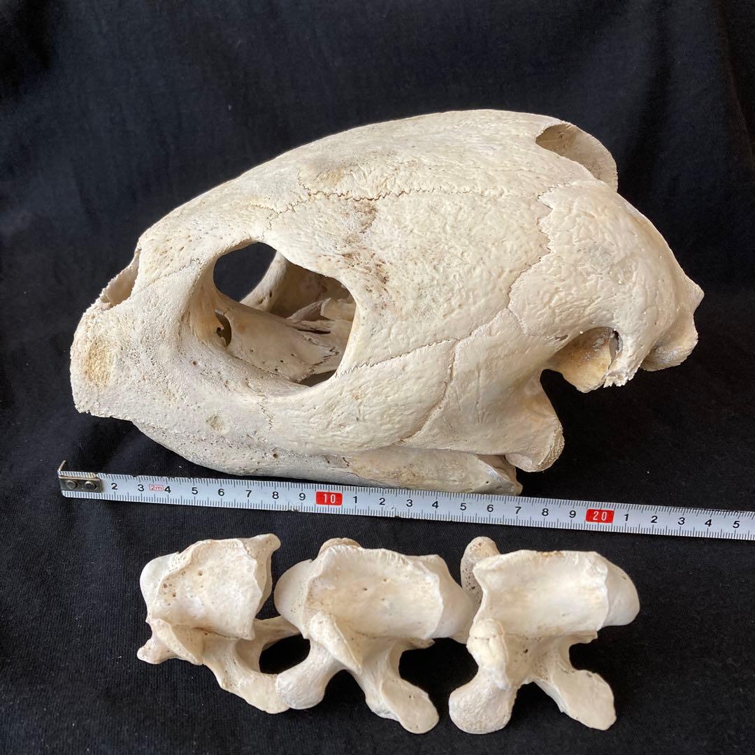 アカウミガメの頭骨、頸椎、クチバシ