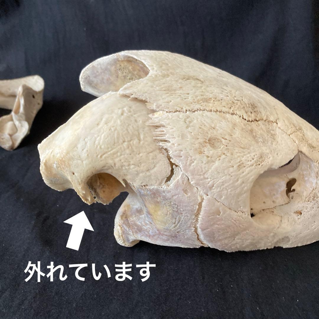 アカウミガメの頭骨、頸椎、クチバシ