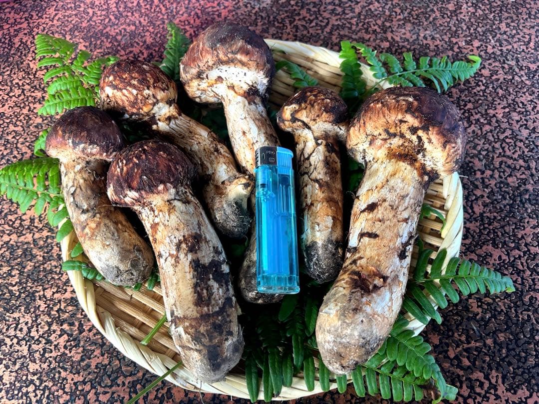 岩手県産　宮古産　松茸　10/8朝採れ　特上品　512g 10/10まで出品