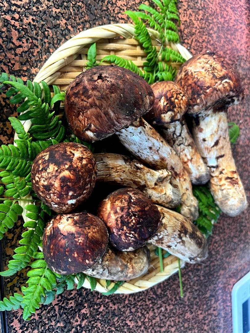 岩手県産　宮古産　松茸　10/8朝採れ　特上品　512g 10/10まで出品