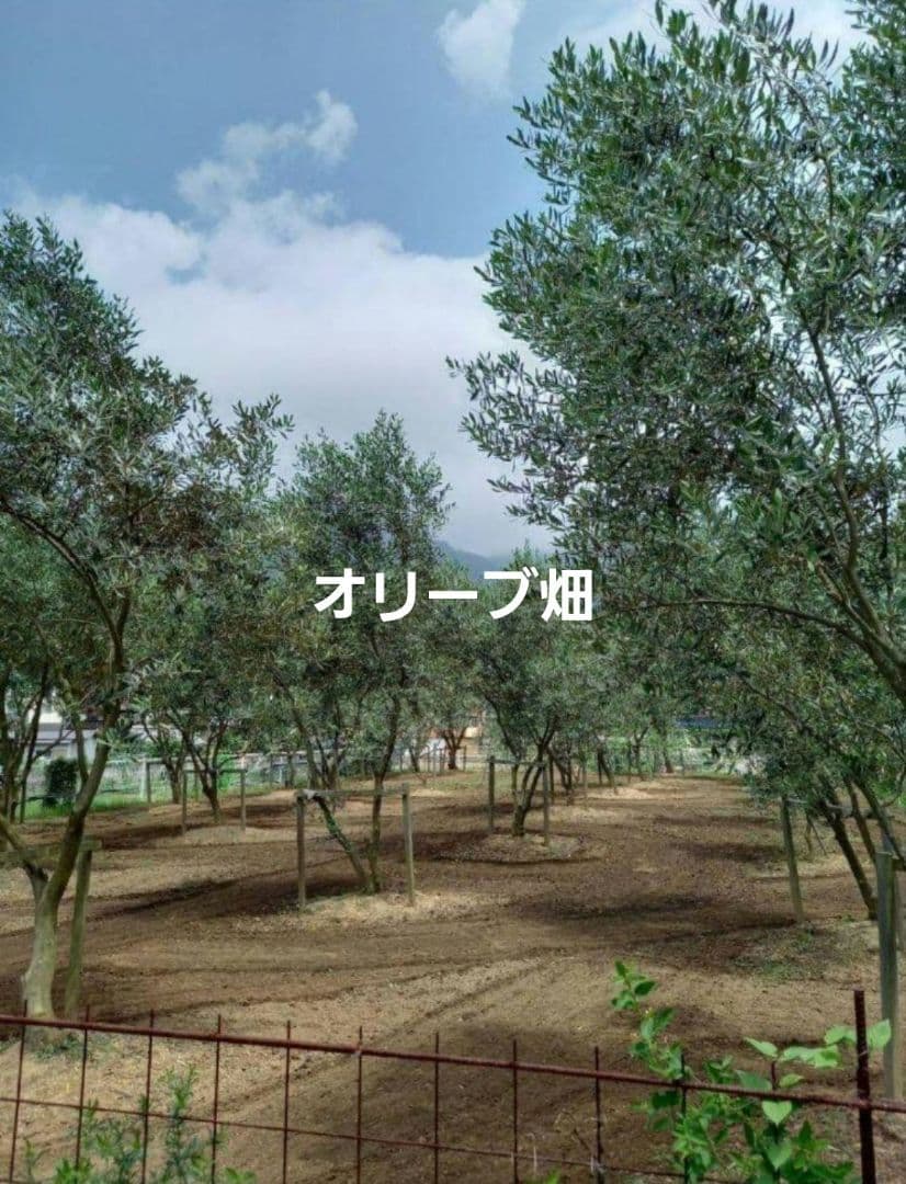 オリーブオイル　小豆島　めんたん