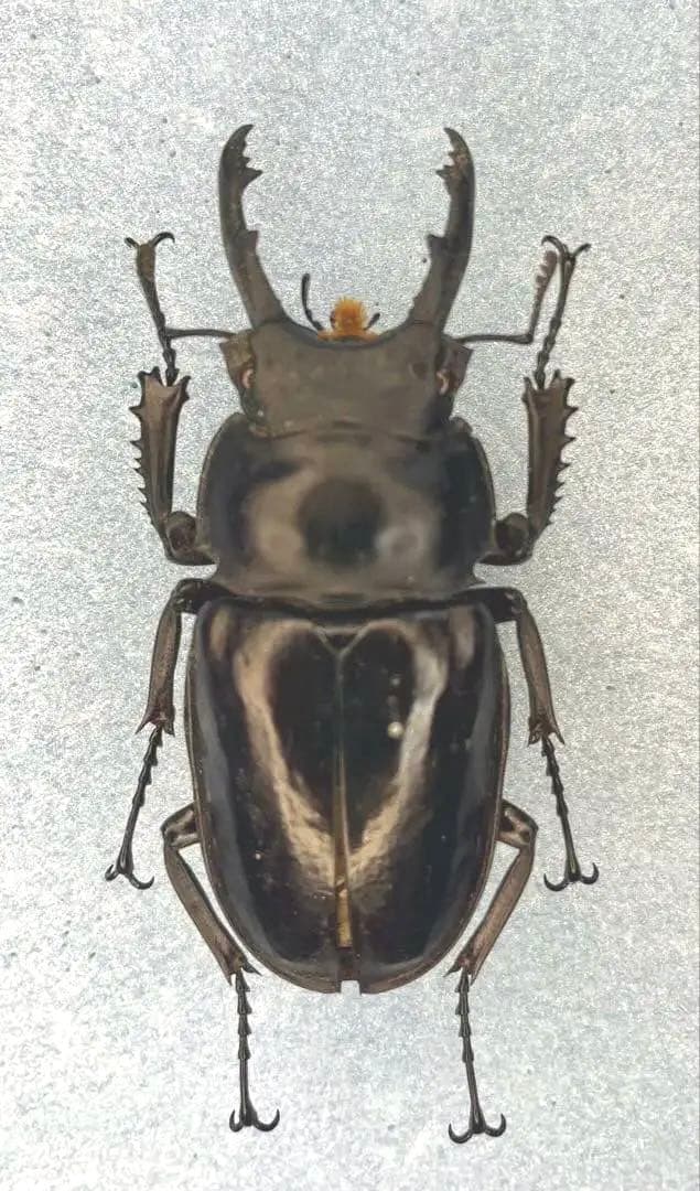 ペラルマトゥスマルバネクワガタ亜種ゴラール