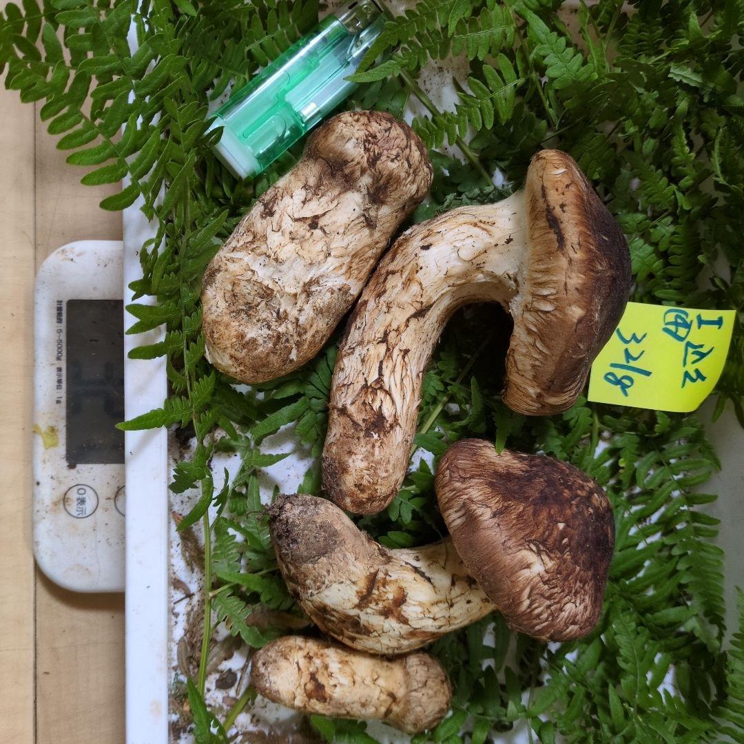 和歌山松茸 新鮮朝市　込み込み　321㌘