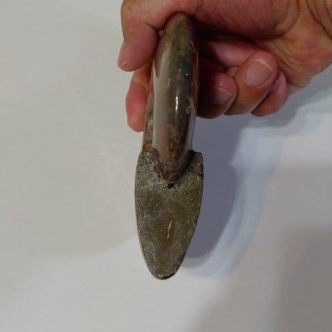 アンモナイト化石  555グラムBIG