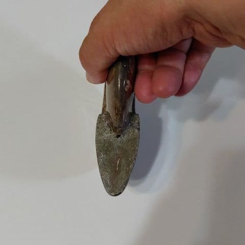 アンモナイト化石  555グラムBIG