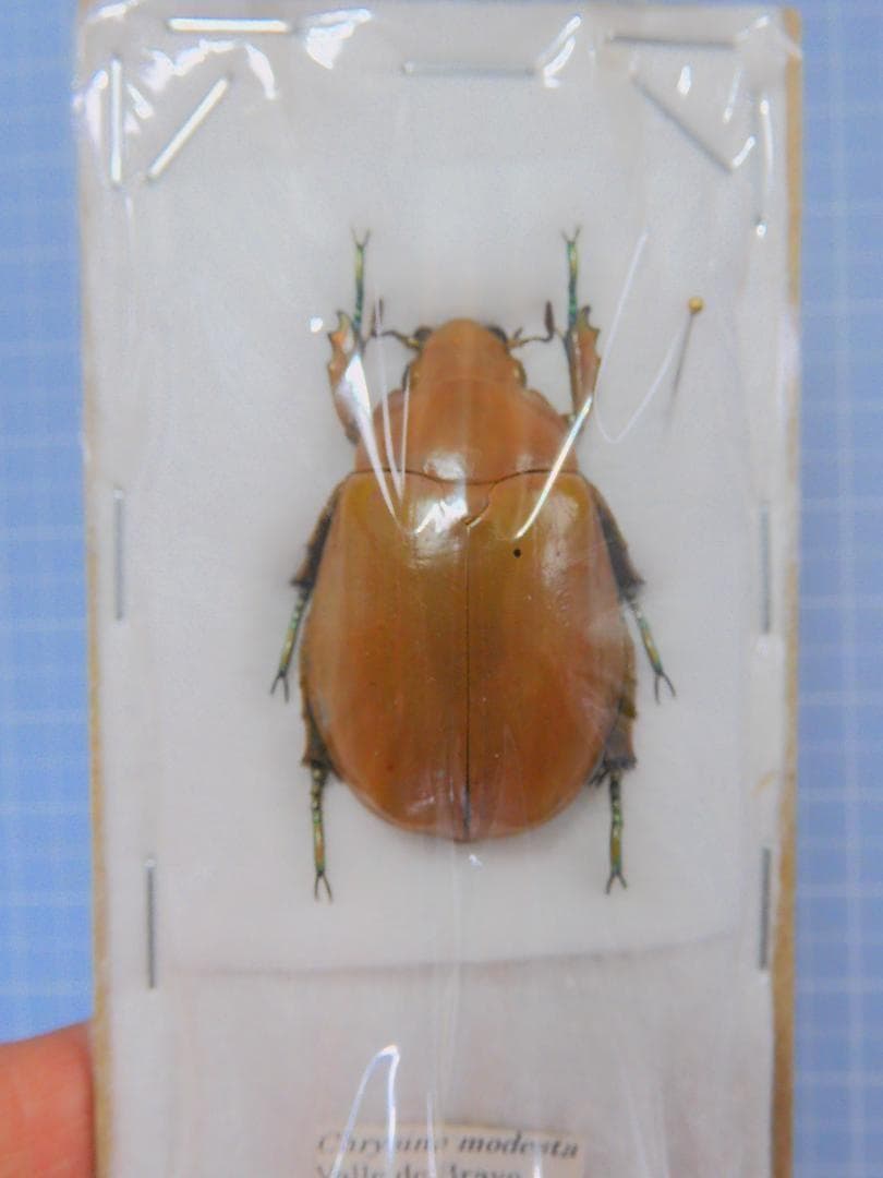 メキシコ産　モデスタキンイロコガネ　35mm