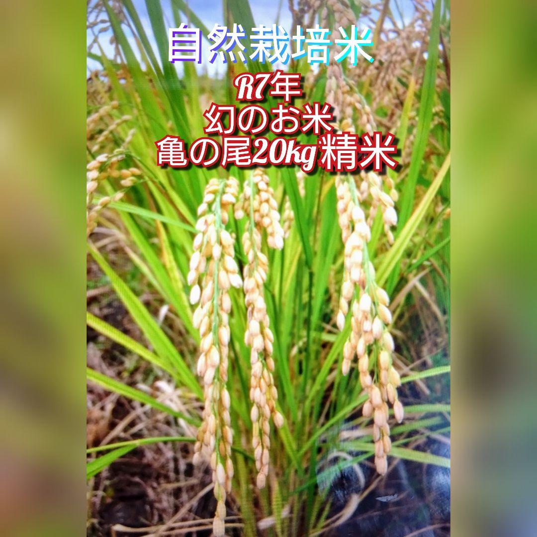 1 令和7年 自然栽培米 亀の尾20kg精米