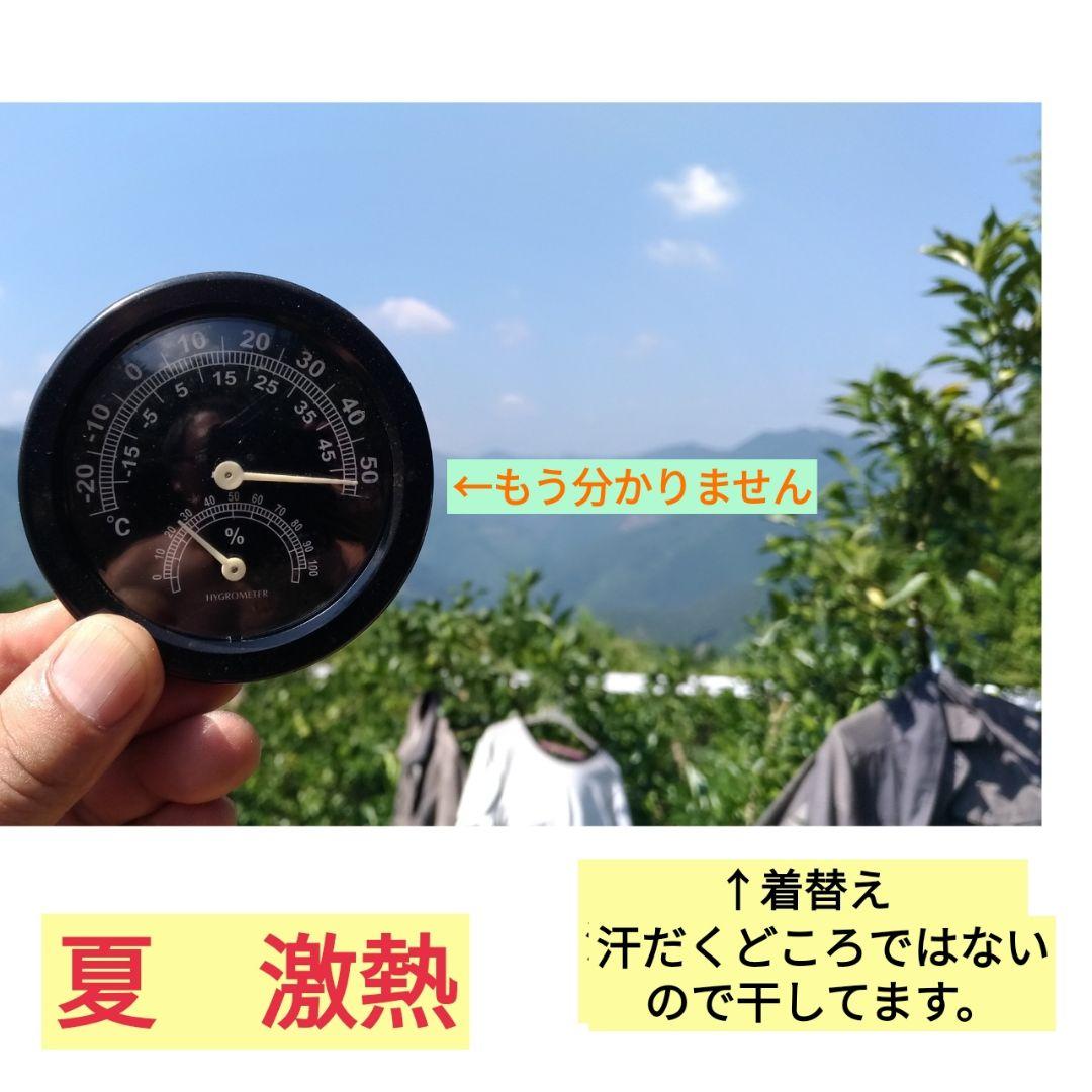 農家直送　宮崎県　西米良の青ゆず　キズ少なめ　約10kg