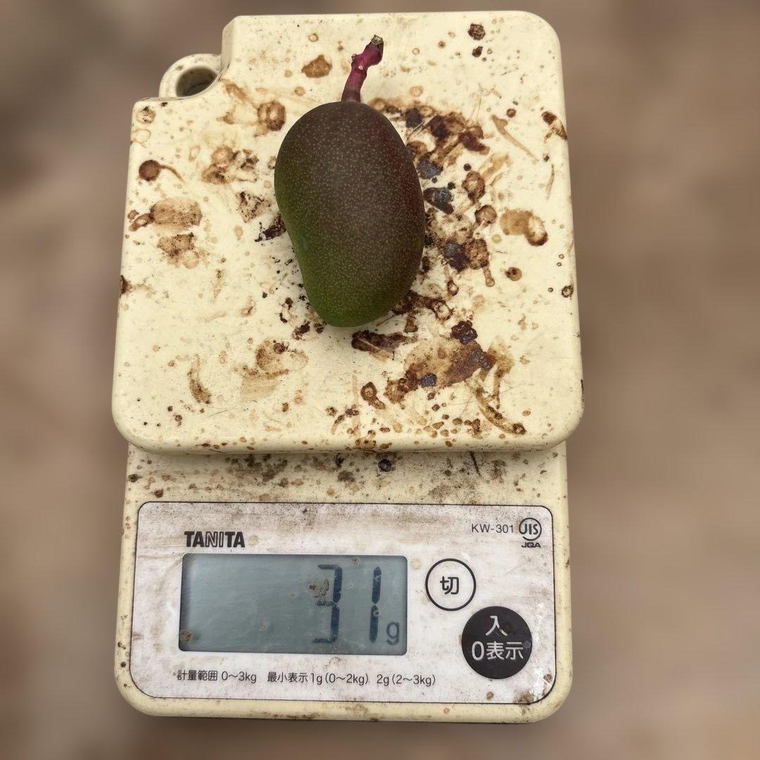 摘果マンゴー2/10❶