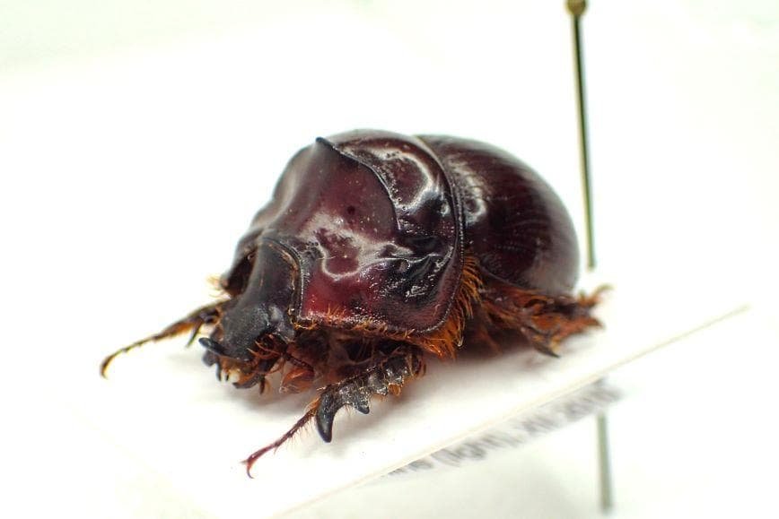 豪州の大型種ムネアカセンチ、Bolboleaus truncatus　特大