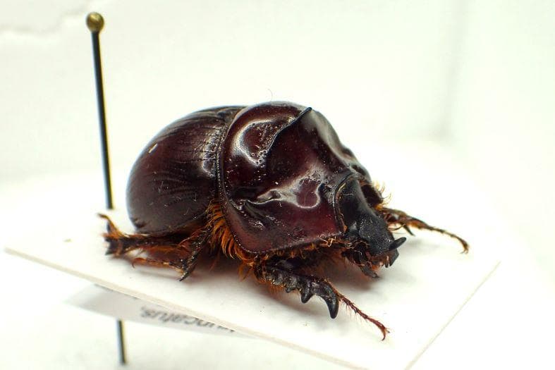 豪州の大型種ムネアカセンチ、Bolboleaus truncatus　特大