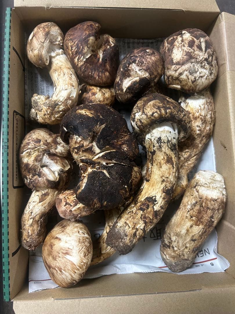 松茸　中国産　ご飯用　670g