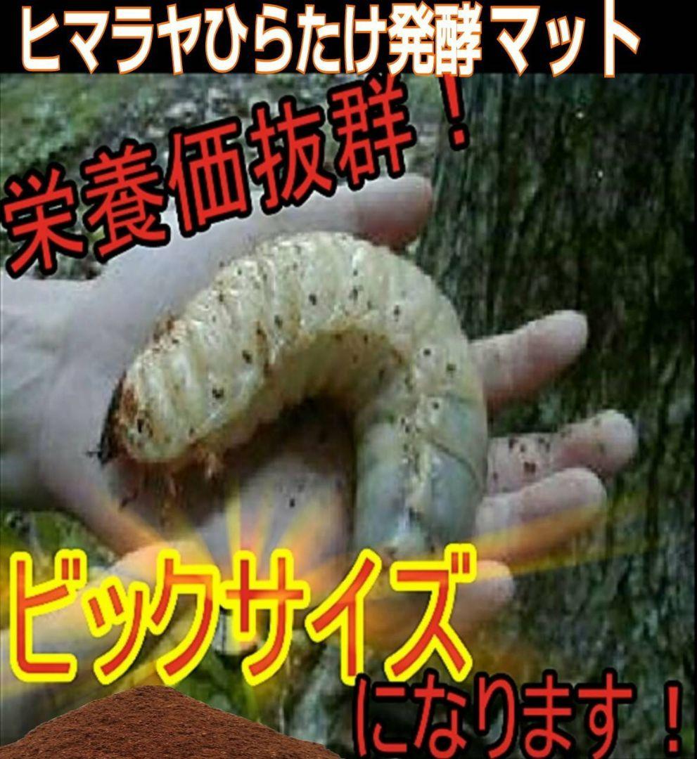カブトムシ幼虫が大きくなる！産卵にも抜群です！ヒマラヤひらたけ発酵マット【6袋】