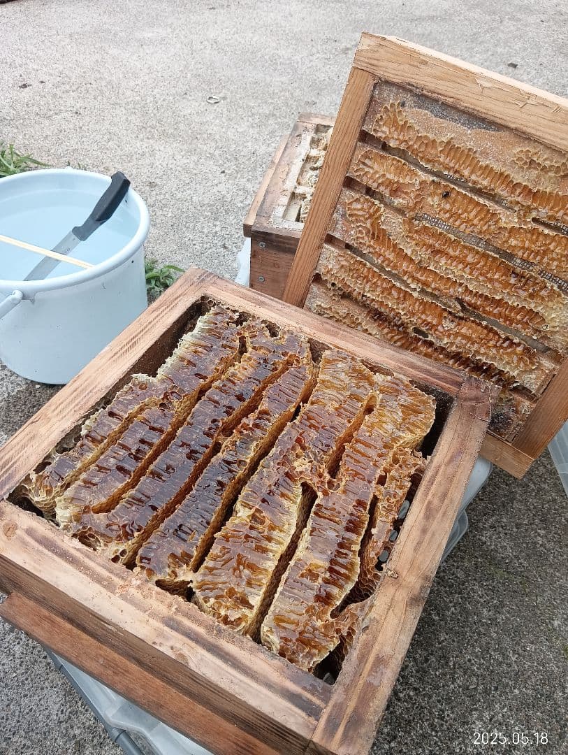 ニホンミツバチの百花蜜 国産天然ハチミツ　1180グラム 2本