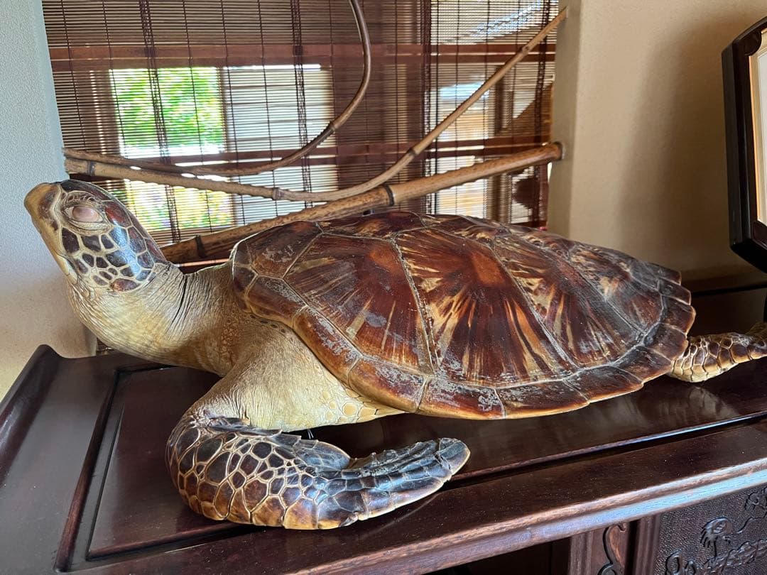 亀　 置物　※発送は年明けになります