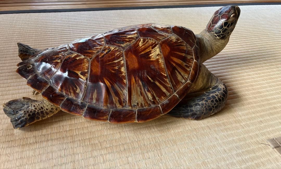 亀　 置物　※発送は年明けになります