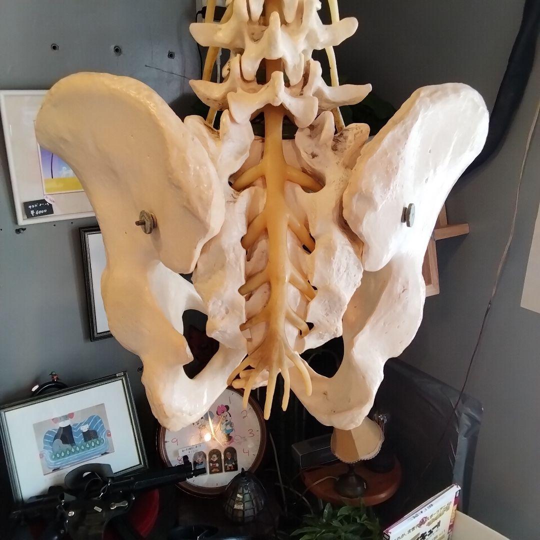 教育用 吊るし脊髄模型