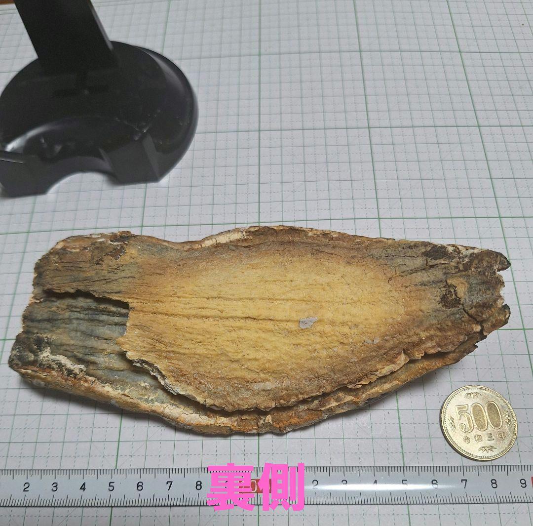 ☆マンモスの臼歯 化石 長いところ約16.5cm/約219.8gになります。