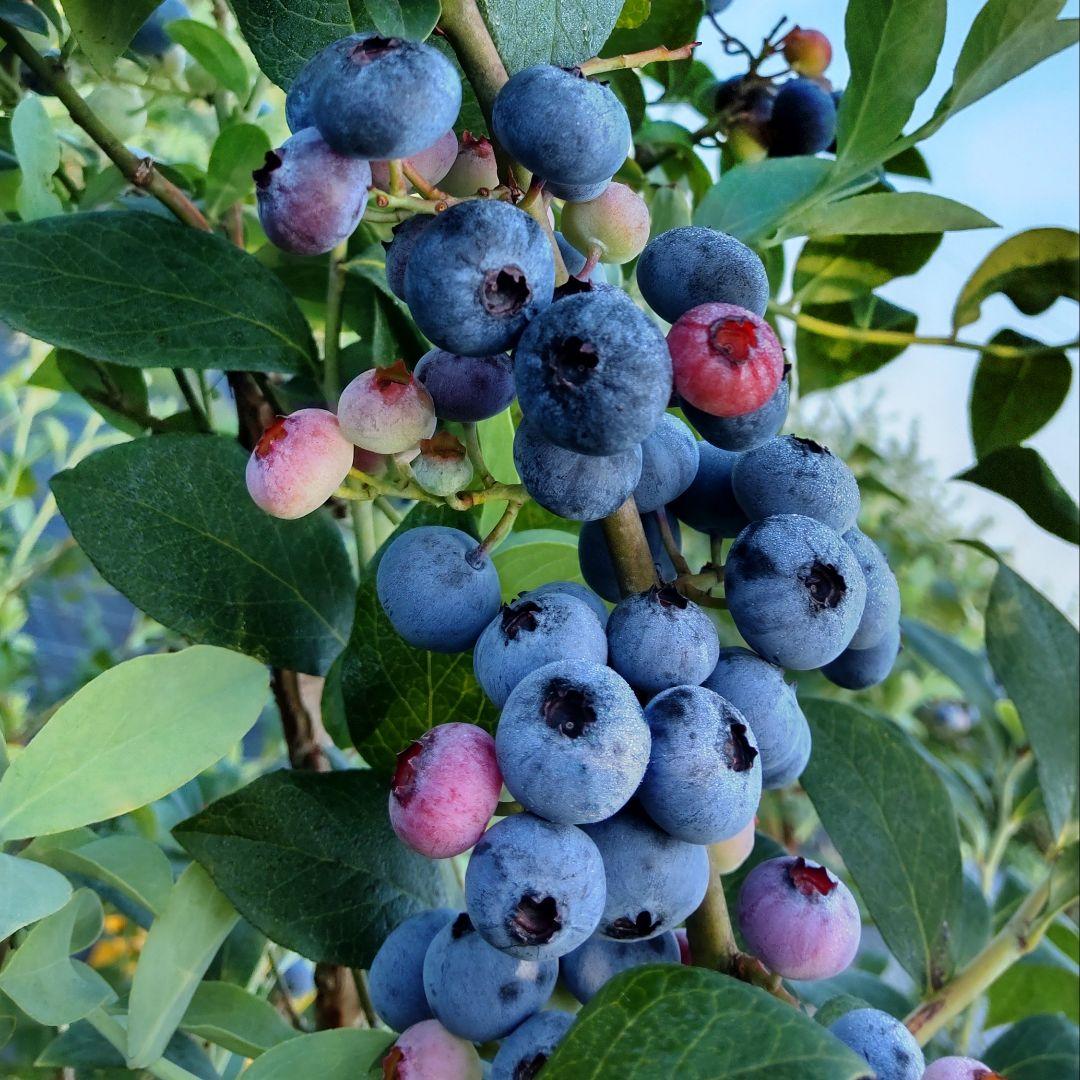 ★完熟冷凍ブルーベリー4kg★