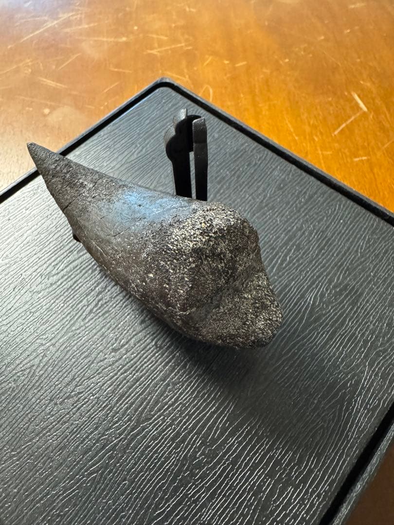 アロサウルスの爪化石(フットクロー) 『megalodonさん専用』