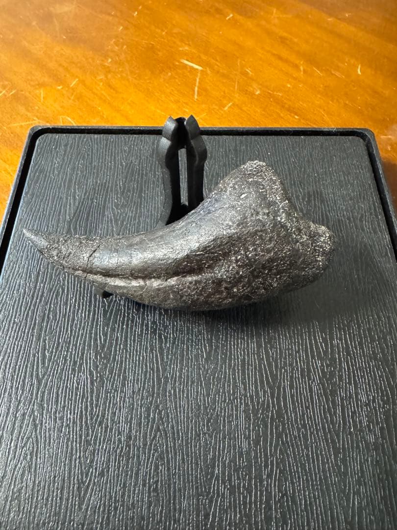 アロサウルスの爪化石(フットクロー) 『megalodonさん専用』
