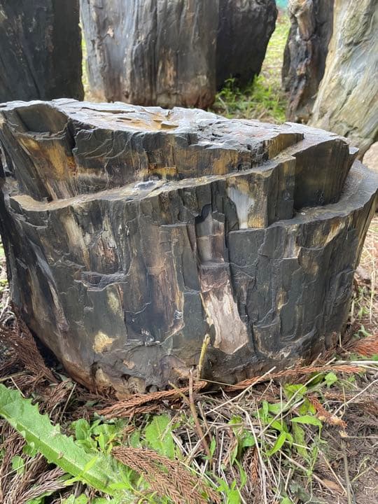 木化石（珪化木）秋田産　庭石、ガーデニング置物