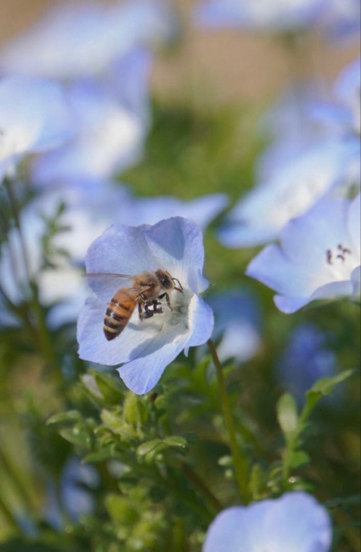 はちみつ　日本蜜蜂のハチミツ　奥山の奥の蜂蜜と花粉入りハチミツ