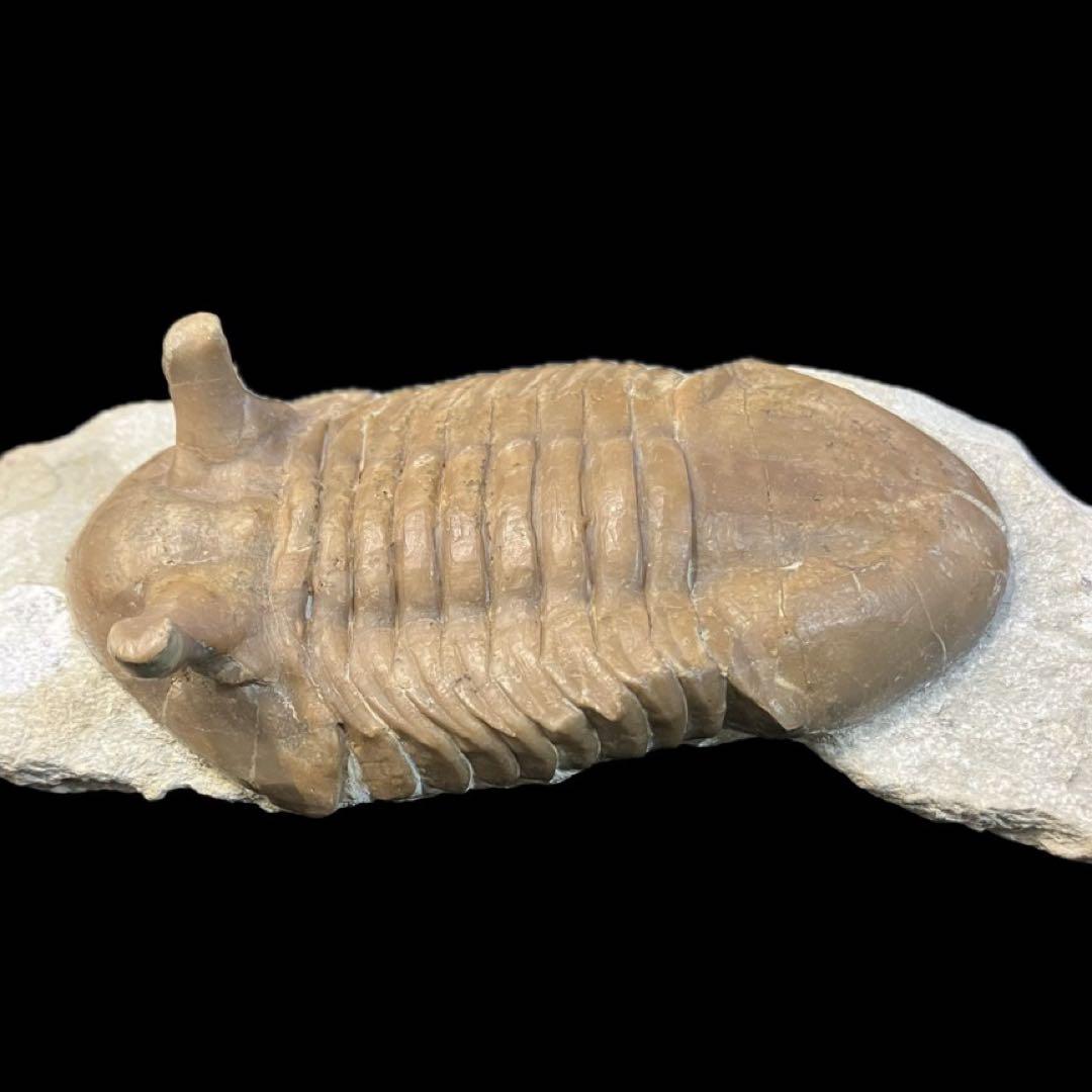 アサフス　三葉虫　化石　ロシア 産