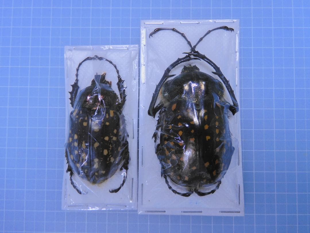 標本 Cheirotonus formosanus pair 46-55mm