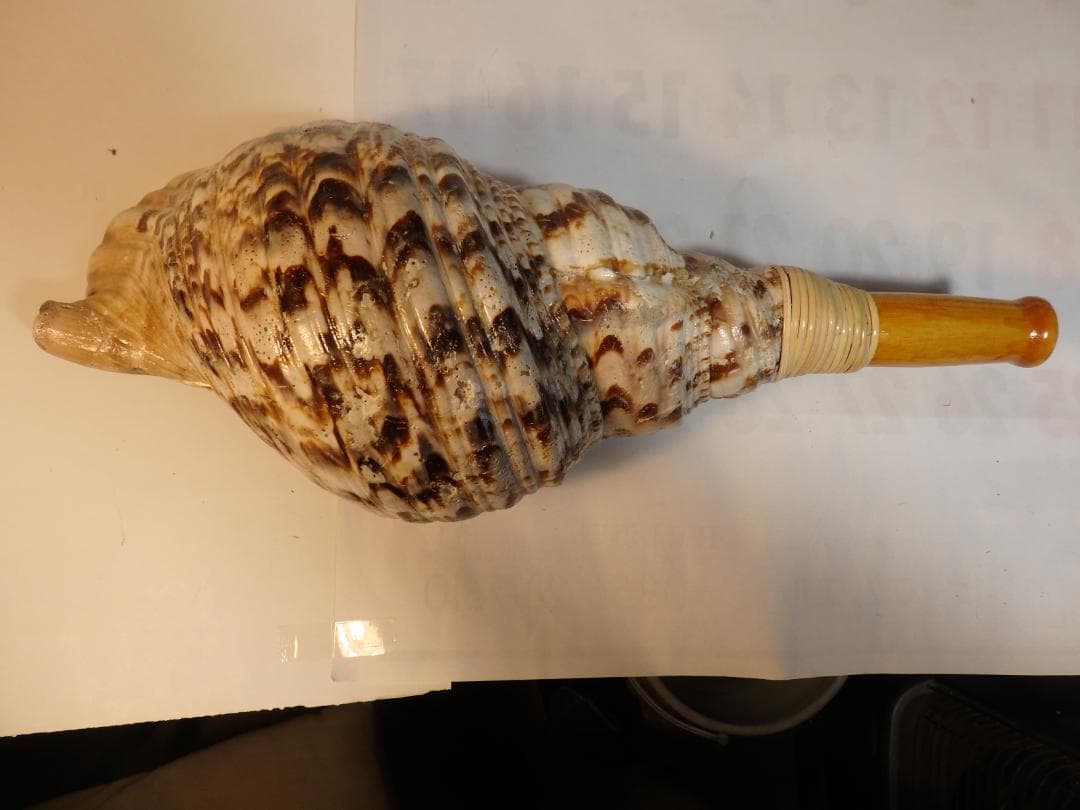 法螺貝 約40㎝ 木製歌口,新品 MH-475