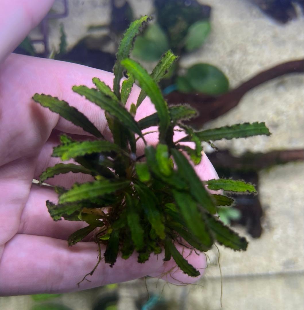 ブセファランドラspキャサリン、レッドベルベット、タイタン