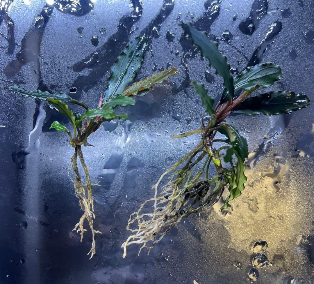 ブセファランドラspキャサリン、レッドベルベット、タイタン