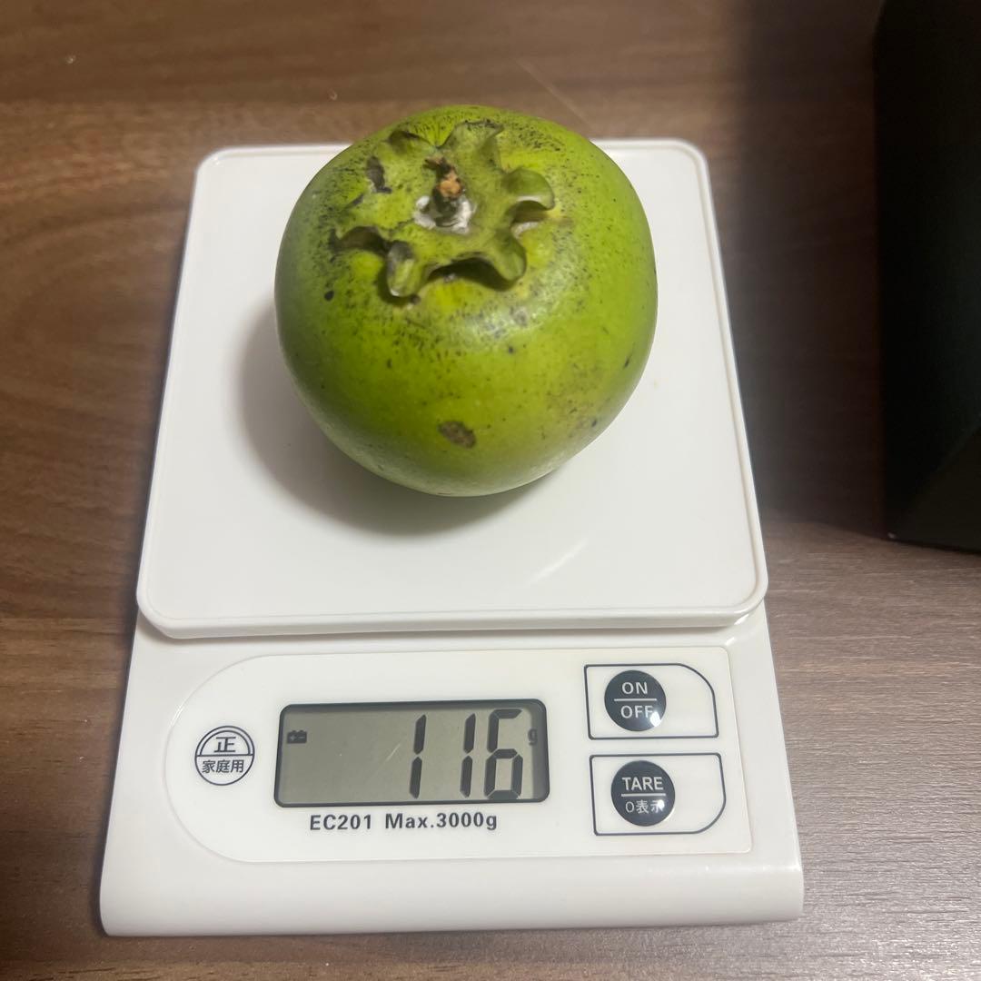 沖縄県産ブラックサポテ