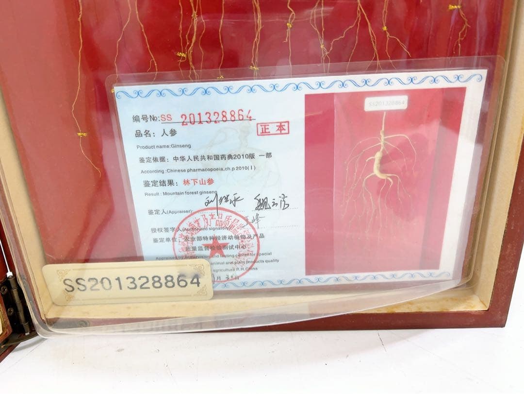 1ADM019 【超希少】野生 山参（サンサム）中国東北部深山 高麗人参